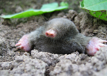 Cartoon moles, Mole illustrations, Mole character design, Mole concept art HD wallpaper