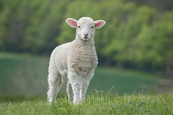 Sheep close-up, Beautiful gaze, Soft wool, Nature's beauty HD wallpaper