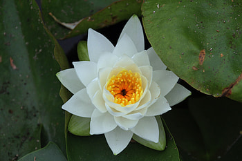 White flower, water lily, bloom, flower HD wallpaper