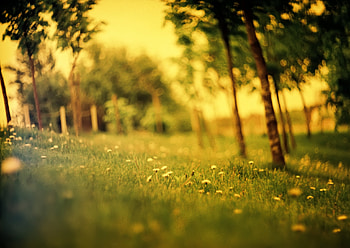 Nature, Trees, Blur, Polyana, Glade HD wallpaper