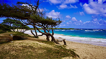 North shore Oahu Hawaii, sea, clouds, sky, usa, tree HD wallpaper