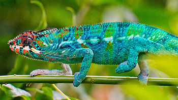 Blue chameleon lizard, Reptilia, Chamaeleonidae, Chameleon, Squamata HD wallpaper