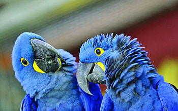 Animals, Parrots, Beak, Couple, Pair HD wallpaper