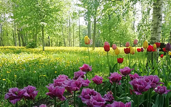 Spring in Latvia, Latvia, trees, meadow, tulips, birche HD wallpaper