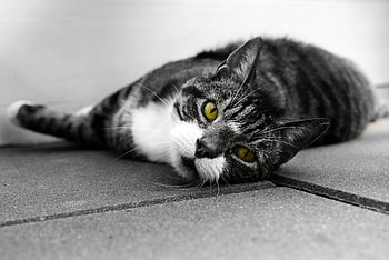 Animals, Cat, Lies, Muzzle, Sight, Opinion, Bw, Chb HD wallpaper