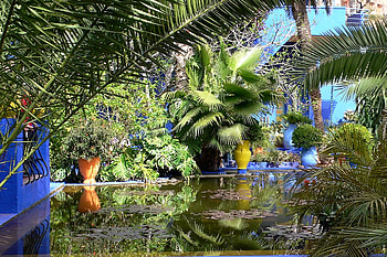 Nature, Palms, Water Lilies, Branches, Pond, Courtyard, Yard HD wallpaper