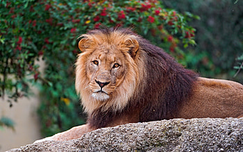 Animals, Rock, To Lie Down, Lie, Lion, Stone, Mane HD wallpaper