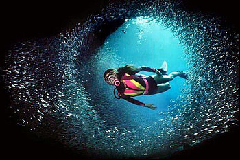 Scuba Diving, cool, scuba, , diving HD wallpaper