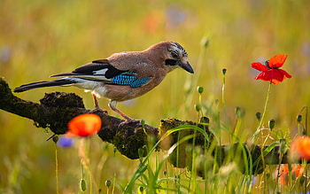 Bird, animal, nature, graphy HD wallpaper