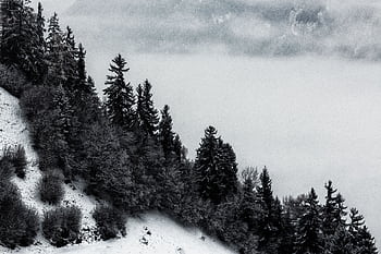 A serene winter landscape featuring snow-covered evergreen trees shrouded in mist and fog. HD wallpaper