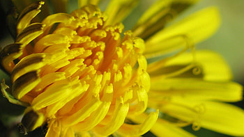 Flower, Plant, Macro, Petals HD wallpaper