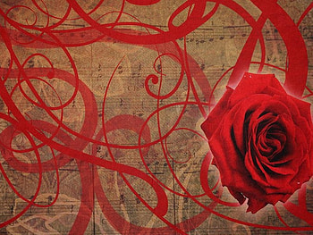 Rose, abstract, flower HD wallpaper