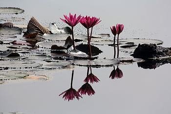 Serene of vibrant pink water lilies reflecting on a tranquil pond surface adorned with lush green leaves. HD wallpaper