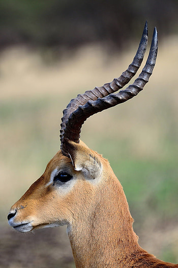 100 antelope ideas, Wild mammals, African grasslands, Nature's beauty HD phone wallpaper