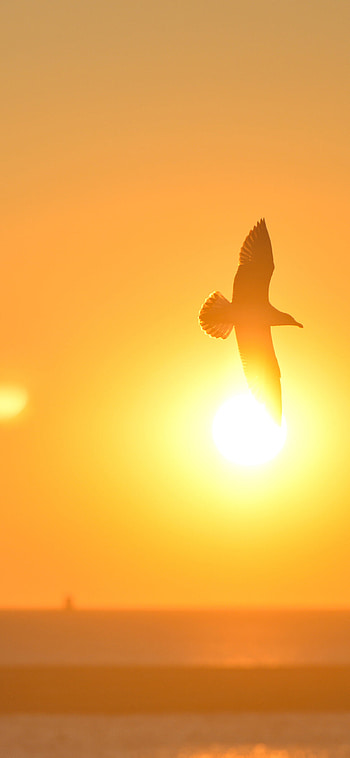 Sunset bird, Red sea gal, X papers, Mesmerizing moment HD phone wallpaper