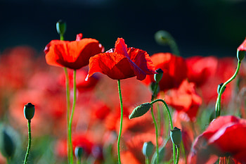 Poppies, Closeup, Bokeh, Red HD wallpaper