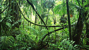 Gabon Travels, Carbon sequestration economy, Environmental pioneers, Sustainable future HD wallpaper