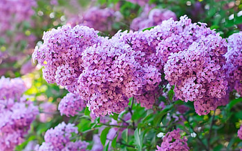 Plants, Flowers, Lilac, Violet HD wallpaper