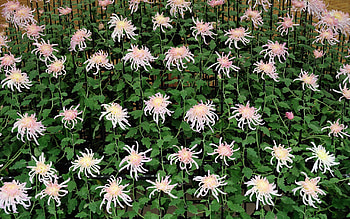 Nature, Flowers, Summer, Plant, Bloom, Flowering HD wallpaper