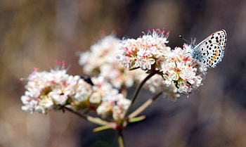 Flower, Plant, Macro, Stains, Spots, Butterfly HD wallpaper