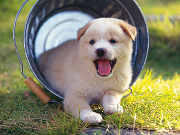 Dog, sweet, pay, dogs, puppies, cute, beautiful, beauty, playful, playful dog, puppy, dog face, pretty, animals, face, bubbles, lovely HD wallpaper