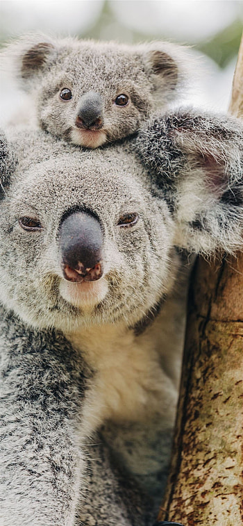 koala , , Home screen beauty, customization HD phone wallpaper
