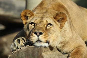 *** Lions ***, animal, resting, animals, lion, lions HD wallpaper