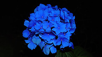Hydrangea Dark Flowers , flowers, dark, black, graphy HD wallpaper