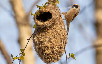 Bird Making Nest, animal, Latvia, bird, nest HD wallpaper