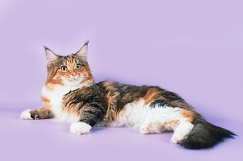 Animals, Cat, To Lie Down, Lie, Spotty, Spotted, Maine Coon, Maine HD wallpaper
