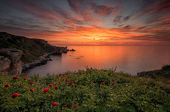 Sunset, sea, clouds, view, sea view, sky, nature, flowers HD wallpaper