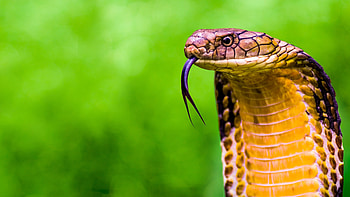 King Cobra, Secrets uncovered, Enigmatic predator, Palomitacas documentary HD wallpaper