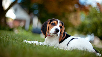 Animals, Grass, To Lie Down, Lie, Dog, Puppy, Kid, Tot HD wallpaper