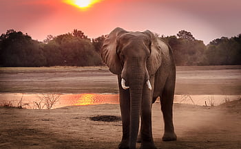 A stunning portrait of an African elephant at sunset near a serene riverbank. HD wallpaper