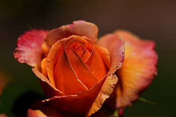 Rose, Blossom, Flower, Petals HD wallpaper