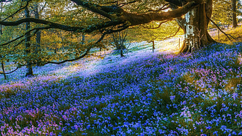 Spring Flowers near Gartmore, Scotland, landscape, trees, bloe, blossoms, sunshine HD wallpaper