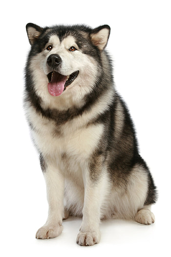 Alaskan malamute mix, Flash sales, 57% off, Lovable hybrid HD phone wallpaper