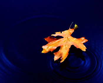 LONELY LEAF..., blue, royal, alone, deep, autum, leaf, lonely HD wallpaper