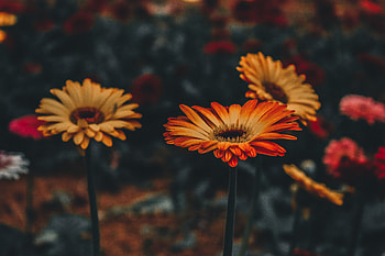 Flowers, Flower, Blur, Smooth, Gerbera, Stem, Stalk HD wallpaper