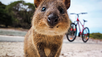 Close-up, Quokka HD wallpaper