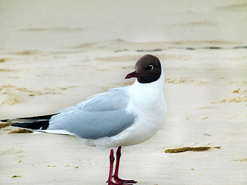 brown head seagulls, landscape, sea, birds, seagull HD wallpaper