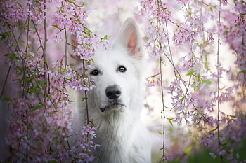 Angel sanctuary, iza lyson, spring, lup, wolf, caine, dog, white, pink, wisteria, flower, arctic wolf HD wallpaper