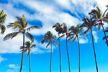 Nature, Trees, Sky, Palms, Summer HD wallpaper