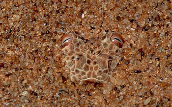 Animals, Stones, Muzzle, Eyes, Disguise, Camouflage, Snake HD wallpaper