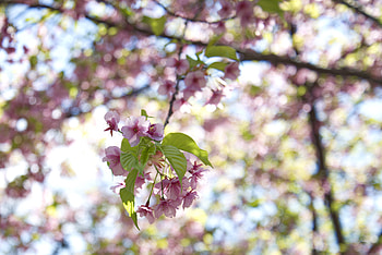 Flowers, Leaves, Bloom, Flowering, Branch, Garden HD wallpaper