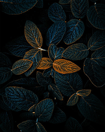 Nature, Leaves, Plant, Dark, Veins HD phone wallpaper