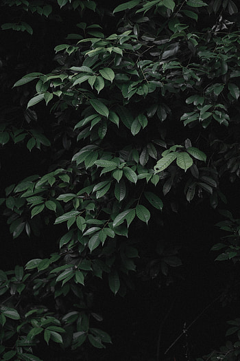 Leaves, Bush, Plant, Dark HD phone wallpaper