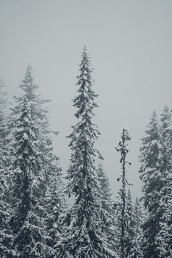 Winter, Nature, Trees, Snow, Fir-Trees, Snowstorm HD phone wallpaper