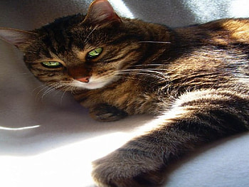 cleo the cat, cat, cleo HD wallpaper