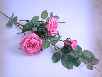 Trio for Fran, pink, stem, roses, flowers, three HD wallpaper